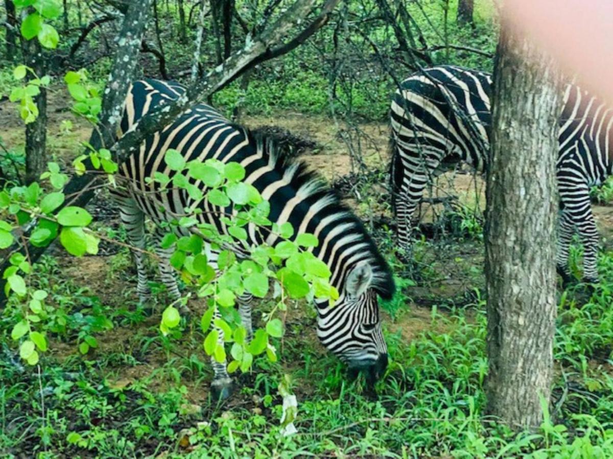 Lazy@kruger *